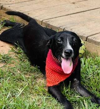 Bryce -  Australian Cattle Dog Blue Heeler and Mixed Breed Dog for Adoption in Seneca, South Carolina - Bryce | PetCurious