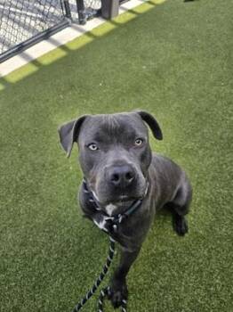 Pit Bull Terrier and Mixed Breed Dogs Available for Adoption in Atlanta, Georgia - Henry | PetCurious