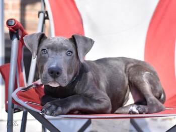 Pit Bull Terrier Dogs Available for Adoption in Brewster, New York - Ollie (Houston) | PetCurious