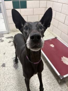 Rescue Great Dane and Mixed Breed Dogs for Adoption in Houston, Texas - Lucy | PetCurious