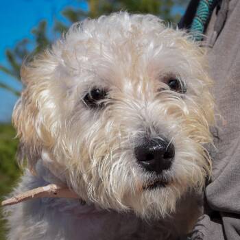 Valentina -  Maltese and Wirehaired Terrier Dog for Adoption in Huntley, Illinois - Valentina | PetCurious