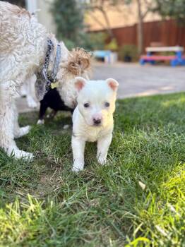 Rescue American Staffordshire Terrier and German Shepherd Dog Dogs for Adoption in Morgan Hill, California - BLANCA | PetCurious