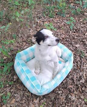 Pointer Dogs Available for Adoption in Missouri City, Texas - Patrina WV14335-T | PetCurious