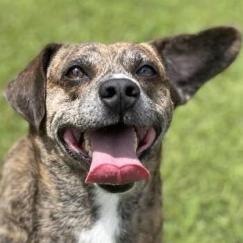 Rowan -  Plott Hound and Mixed Breed Dog for Adoption in Blairsville, Georgia - Rowan | PetCurious