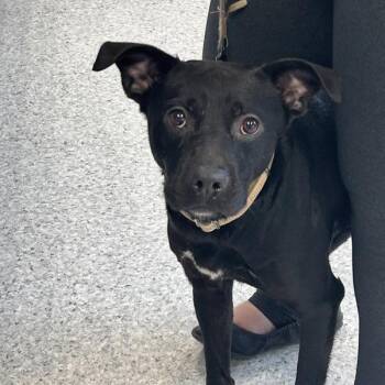 Buddy -  Terrier Dog for Adoption in Des Moines, Iowa - Buddy | PetCurious
