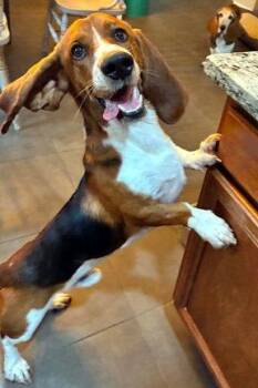 BRUNO -  Basset Hound Dog for Adoption in Hamilton, New Jersey - BRUNO | PetCurious