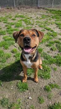 Shepherd and Hound Dogs Available for Adoption in New Bern, North Carolina - Norman | PetCurious