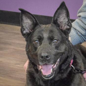 Dutch Shepherd and Black Labrador Retriever Dogs Available for Adoption - Baby | PetCurious