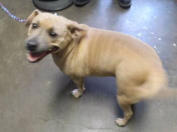 CHICA -  Pit Bull Terrier and Mixed Breed Dog for Adoption in Tulsa, Oklahoma - CHICA | PetCurious