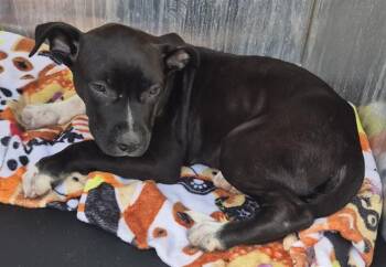 Terrier Dogs Available for Adoption in San Antonio, Texas - RAMEN | PetCurious