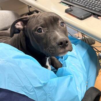 Pit Bull Terrier Dogs Available for Adoption - Sprinkle | PetCurious