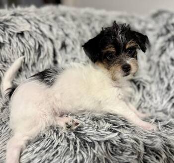 Mirabella -  Yorkshire Terrier and Chihuahua Dog for Adoption in Greenlawn, New York - Mirabella | PetCurious