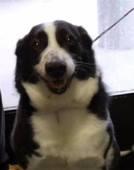SNOOPY -  Border Collie and Mixed Breed Dog for Adoption in Tulsa, Oklahoma - SNOOPY | PetCurious