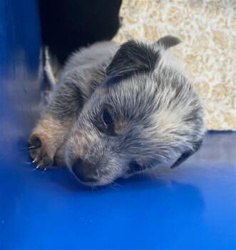 ROBIN -  Mixed Breed Dog for Adoption in Dallas, Texas - ROBIN | PetCurious