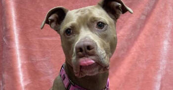 Rescue Mixed Breed Dogs for Adoption in Bowling Green, Ohio - Kenzie | PetCurious