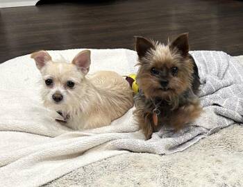 Lillie -  Yorkshire Terrier Dog for Adoption in Brownstown, Indiana - Lillie | PetCurious