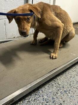 Eve -  Labrador Retriever and Mixed Breed Dog for Adoption in Mobile, Alabama - Eve | PetCurious