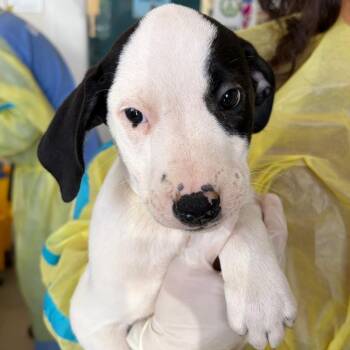 Kelly -  Catahoula Leopard Dog and Mixed Breed Dog for Adoption in Nashville, Tennessee - Kelly | PetCurious