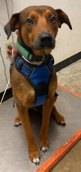 Mixed Breed Dogs Available for Adoption in Lockhart, Texas - Marc | PetCurious
