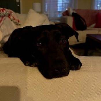 Pit Bull Terrier Dogs Available for Adoption in Harrisonburg, Virginia - Mocha | PetCurious