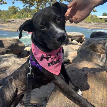 Mixed Breed Dogs Available for Adoption - Stuffed Crust 9611 | PetCurious