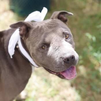 PRINCE -  American Staffordshire Terrier Dog for Adoption in San Antonio, Texas - PRINCE | PetCurious