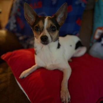 Chihuahua Dogs Available for Adoption in Hilton, New York - Abby Cadabby | PetCurious