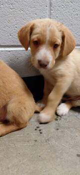 Mixed Breed Dogs Available for Adoption in Henderson, North Carolina - Deno | PetCurious