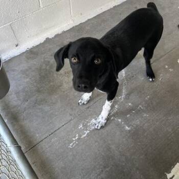 Speckles -  Mixed Breed Dog for Adoption in Walden, New York - Speckles | PetCurious