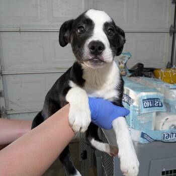 Brutus -  English Bulldog Dog for Adoption in Chico, California - Brutus | PetCurious
