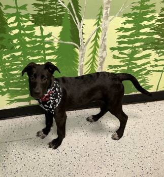 Rescue Belgian Shepherd Malinois and Husky Dogs for Adoption in Logan, Utah - Beetlejuice | PetCurious