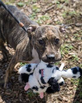 Rescue Mixed Breed Dogs for Adoption in Chamblee, Georgia - Ainsley - IN FOSTER | PetCurious