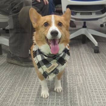 Kevin -  Pembroke Welsh Corgi Dog for Adoption in Richmond Hill, Ontario - Kevin | PetCurious