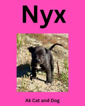 Nyx (shadow pup 2) -  American Staffordshire Terrier Dog for Adoption in Wasilla, Alaska - Nyx (shadow Pup 2) | PetCurious