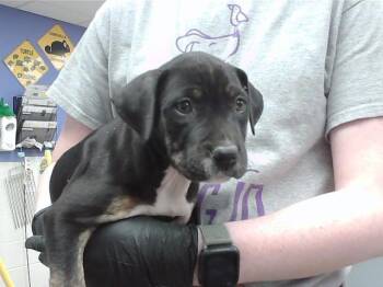 LEXUS -  Boxer and Mixed Breed Dog for Adoption in Omaha, Nebraska - LEXUS | PetCurious
