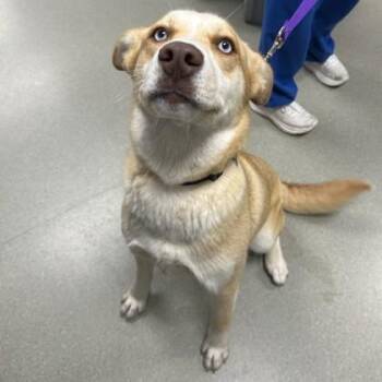Husky and Mixed Breed Dogs Available for Adoption in Merriam, Kansas - Ballerina | PetCurious