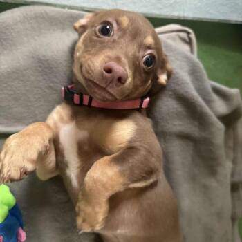 Rescue Chihuahua Dogs for Adoption in Floresville, Texas - Pumpkin | PetCurious