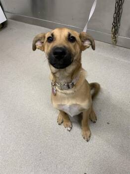 AMBROSIA -  Husky and German Shepherd Dog Dog for Adoption in Fairbanks, Alaska - AMBROSIA | PetCurious