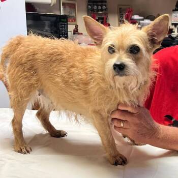 Rosie -  Mixed Breed Dog for Adoption - Rosie | PetCurious