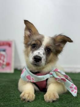 Butterscotch-One of our Amazing Rescue Dogs -  Australian Shepherd and Pomeranian Dog for Adoption in Carlsbad, California - Butterscotch-One Of Our Amazing Rescue Dogs | PetCurious