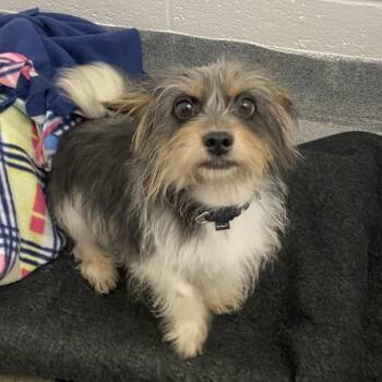 Amethyst -  Mixed Breed Dog for Adoption in Pittsburgh, Pennsylvania - Amethyst | PetCurious