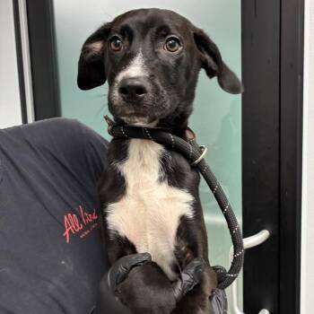 Moros -  Black Labrador Retriever and Mixed Breed Dog for Adoption in Abilene, Texas - Moros | PetCurious