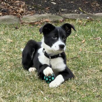 Mixed Breed Dogs Available for Adoption - Kylo | PetCurious