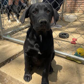 Black Labrador Retriever Dogs Available for Adoption in Manchester, New Hampshire - Harmon In NH! Come Meet Our Adoptable Dogs Wednesday-Saturday. M | PetCurious