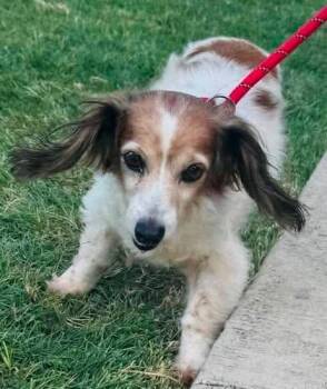 Daisey-Mae -  Dachshund Dog for Adoption - Daisey-Mae | PetCurious
