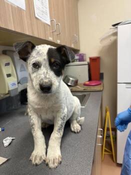 Australian Cattle Dog Blue Heeler Dogs Available for Adoption in Kennewick, Washington - Loki | PetCurious