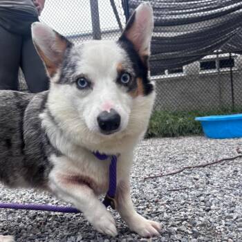 Zeva -  Corgi Dog for Adoption in York, Pennsylvania - Zeva | PetCurious