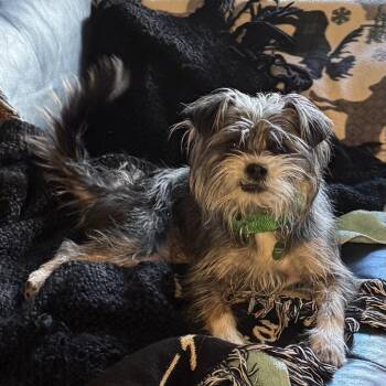 Lola -  Mixed Breed Dog for Adoption in Hailey, Idaho - Lola | PetCurious