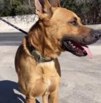 German Shepherd Dog Dogs Available for Adoption - SCOOBY | PetCurious