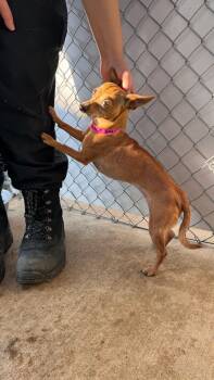 Chihuahua Dogs Available for Adoption - COCO BEAN  | PetCurious